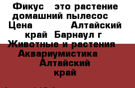 Фикус - это растение домашний пылесос  › Цена ­ 1 200 - Алтайский край, Барнаул г. Животные и растения » Аквариумистика   . Алтайский край